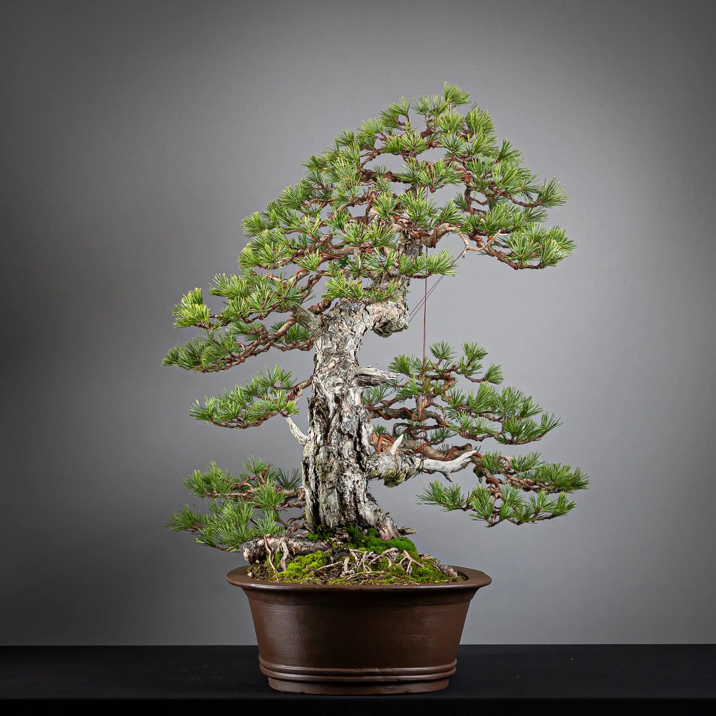 Cara izquierda de bonsai yamadori de pinus sylvestris