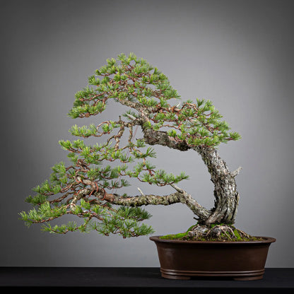 Cara trasera de bonsai yamadori de pinus sylvestris