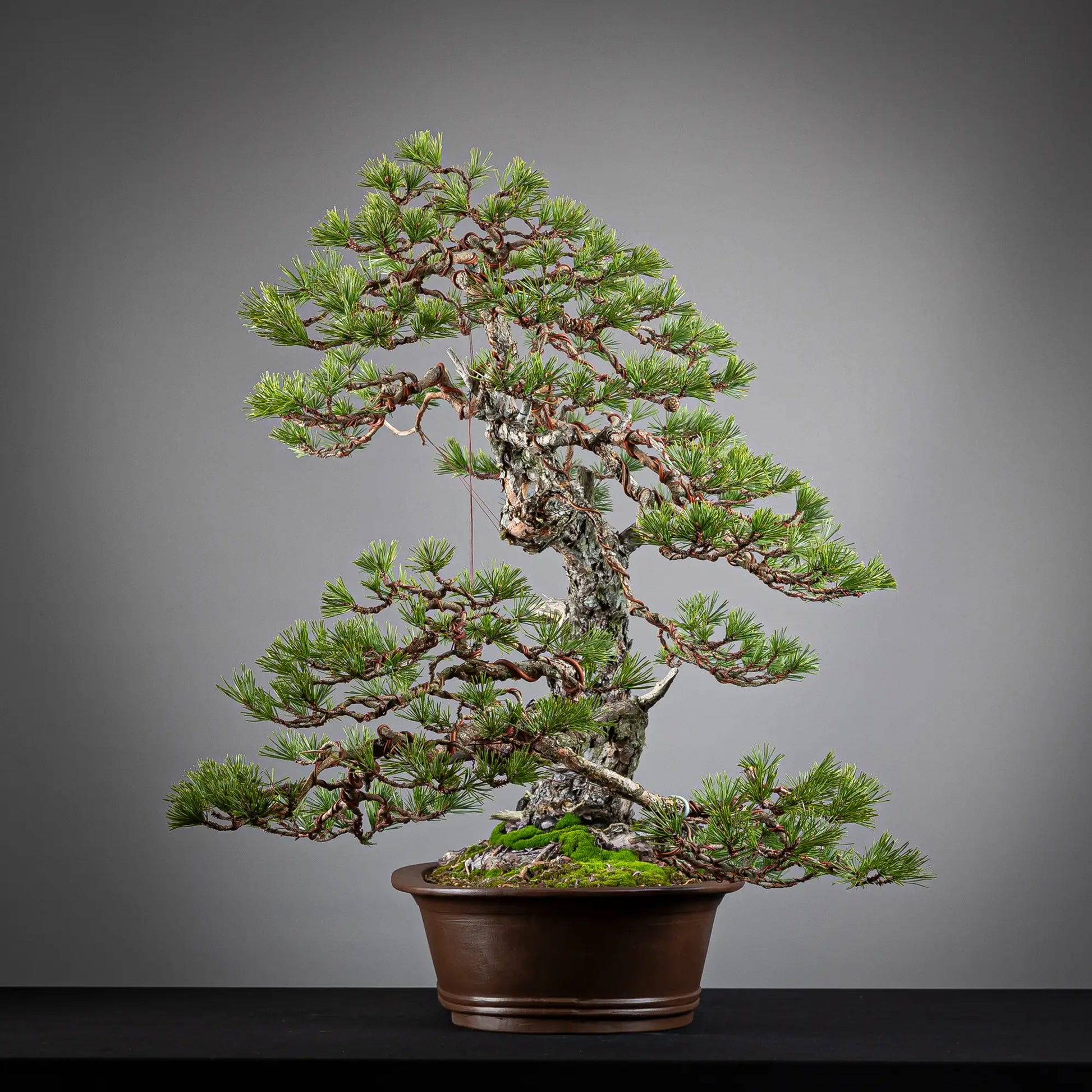 Cara derecha de bonsai yamadori de pinus sylvestris