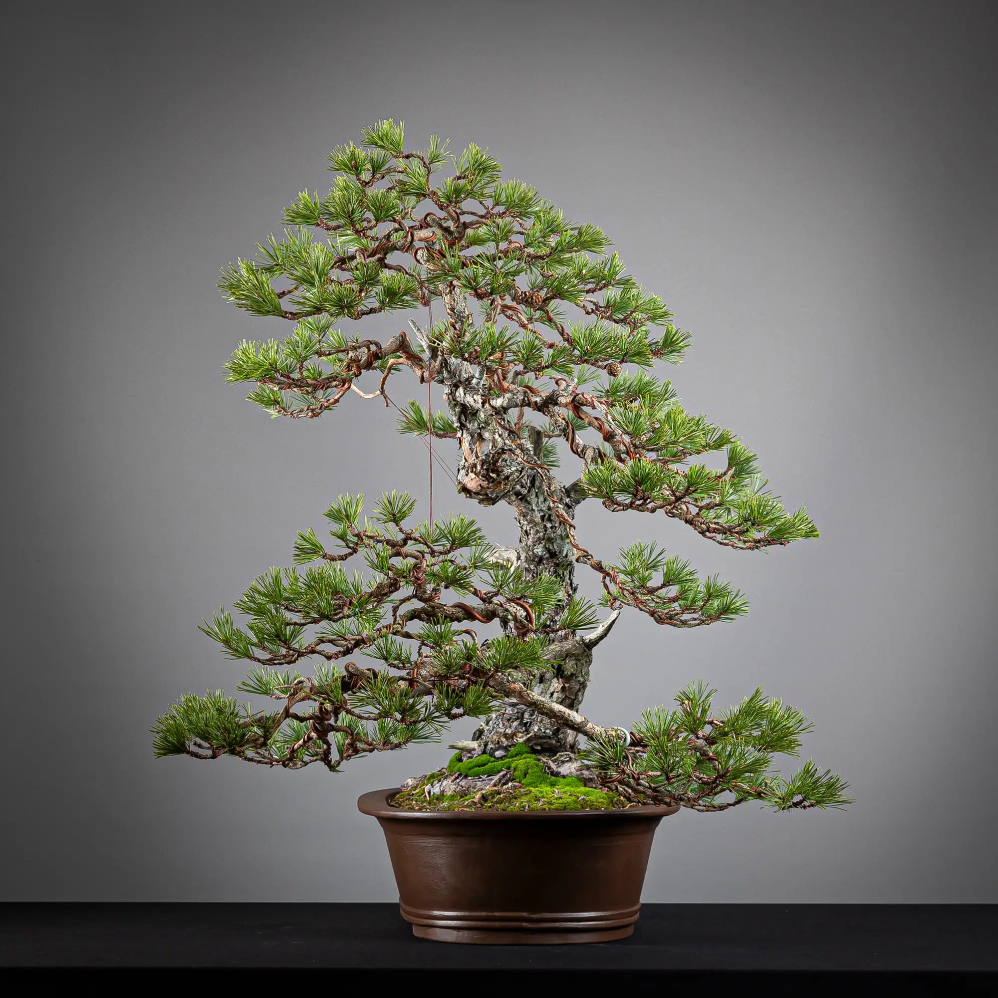 Cara derecha de bonsai yamadori de pinus sylvestris