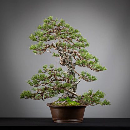 Cara derecha de bonsai yamadori de pinus sylvestris