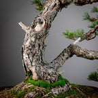 Detalle debari  de bonsai yamadori de pinus sylvestris