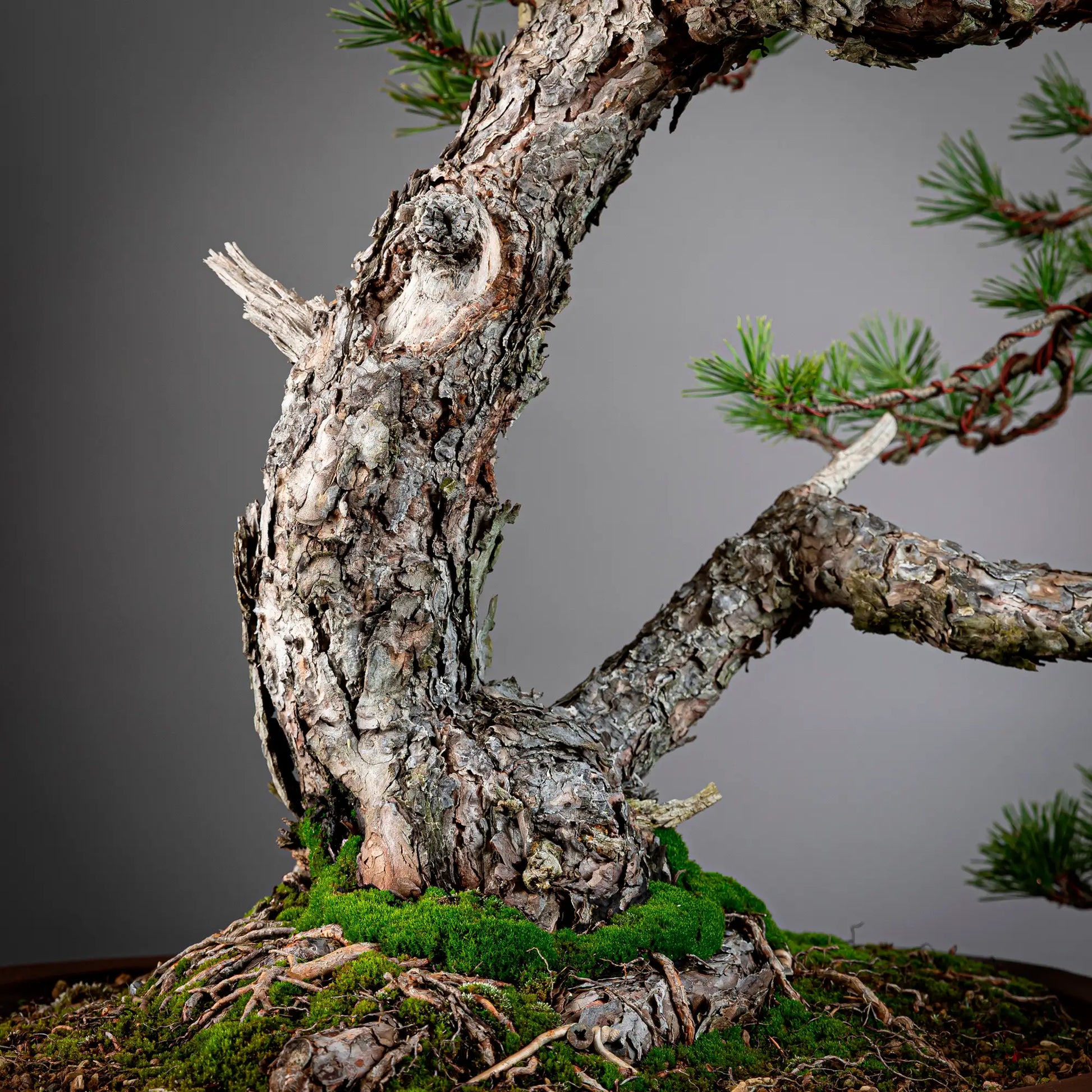 Detalle debari  de bonsai yamadori de pinus sylvestris