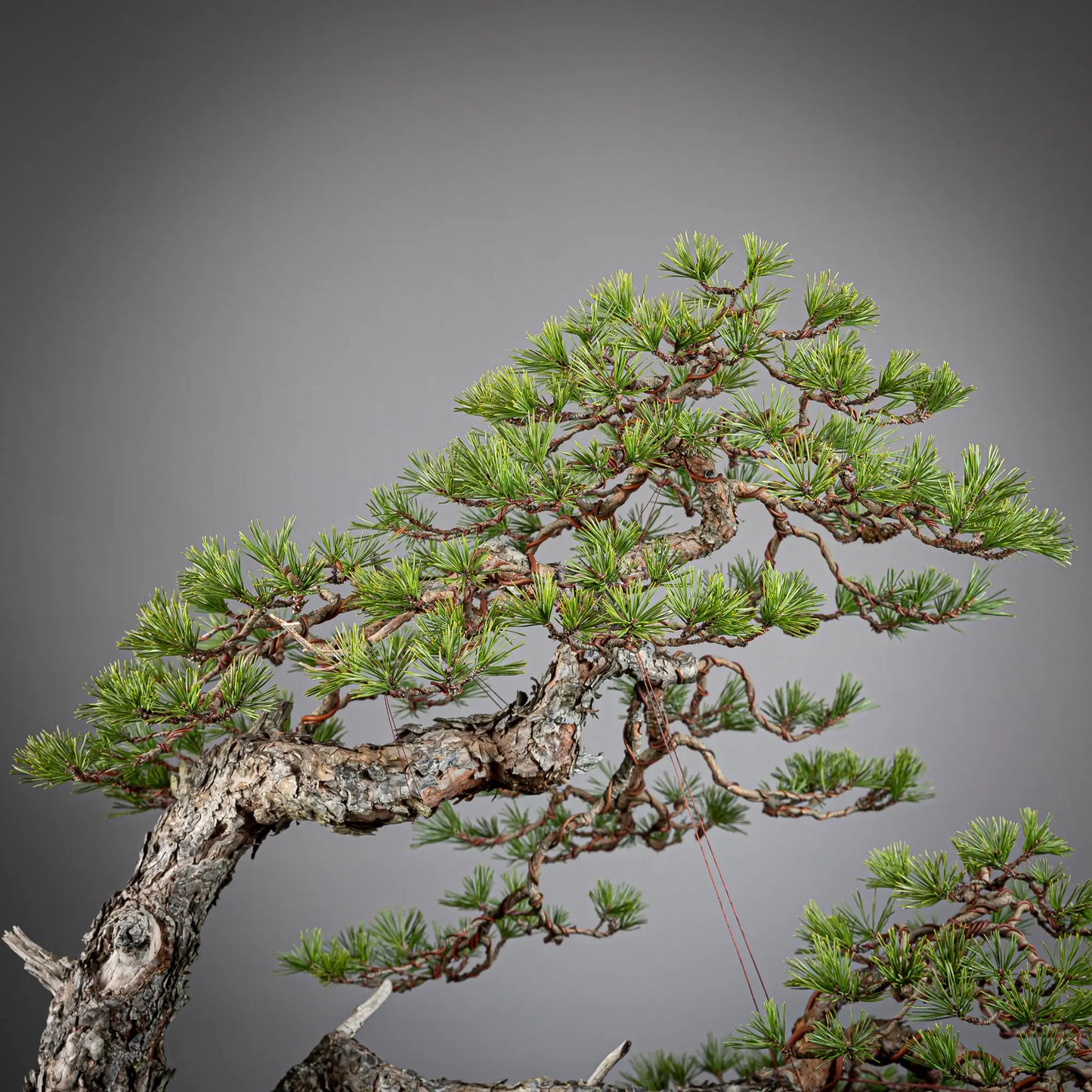 Detalle de copa de bonsai de pinus sylvestris