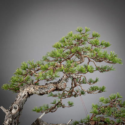 Detalle de copa de bonsai de pinus sylvestris