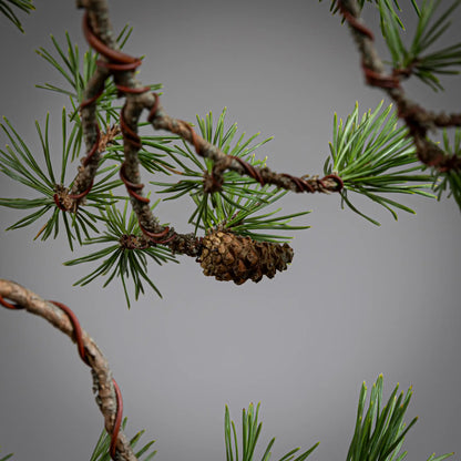Detalle de piña de bonsai yamadori de pinus sylvestris
