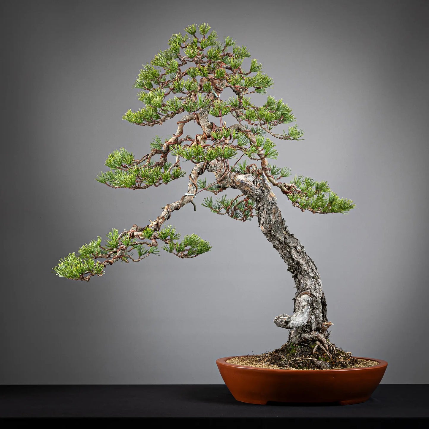 Frente de bonsai yamadori de pinus sylvestris de estilo moyogi y tamaño dai