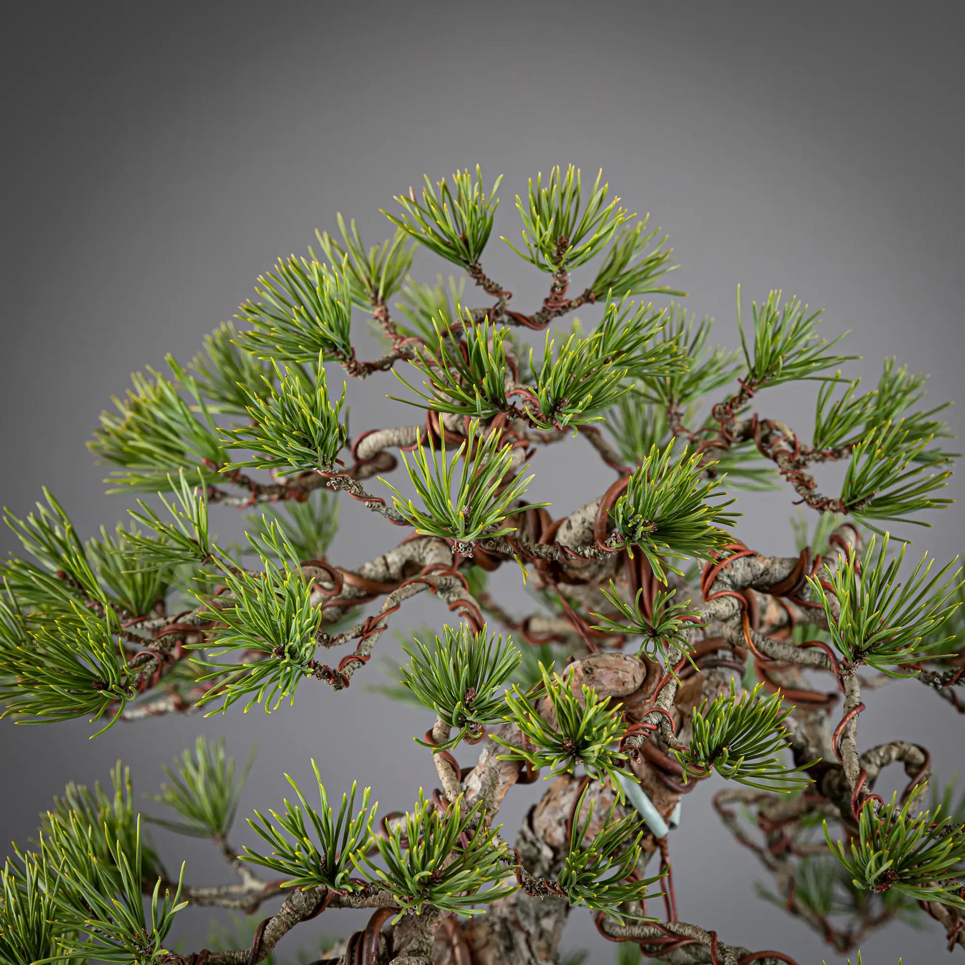 Detalle de copa y aciculas de bonsai yamadori.