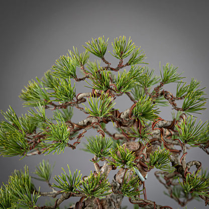 Detalle de copa y aciculas de bonsai yamadori.