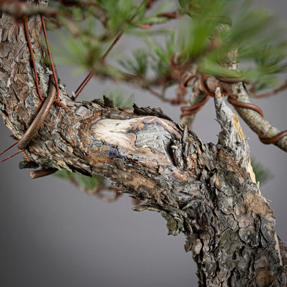 Detalle de shari y corteza de bonsai yamadori de pinus sylvestris