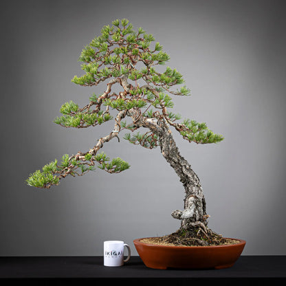 Comparativa de tamaño de bonsai yamadori de pinus sylvestis tamaño dai con una taza de café de la tienda ikigai bonsai.