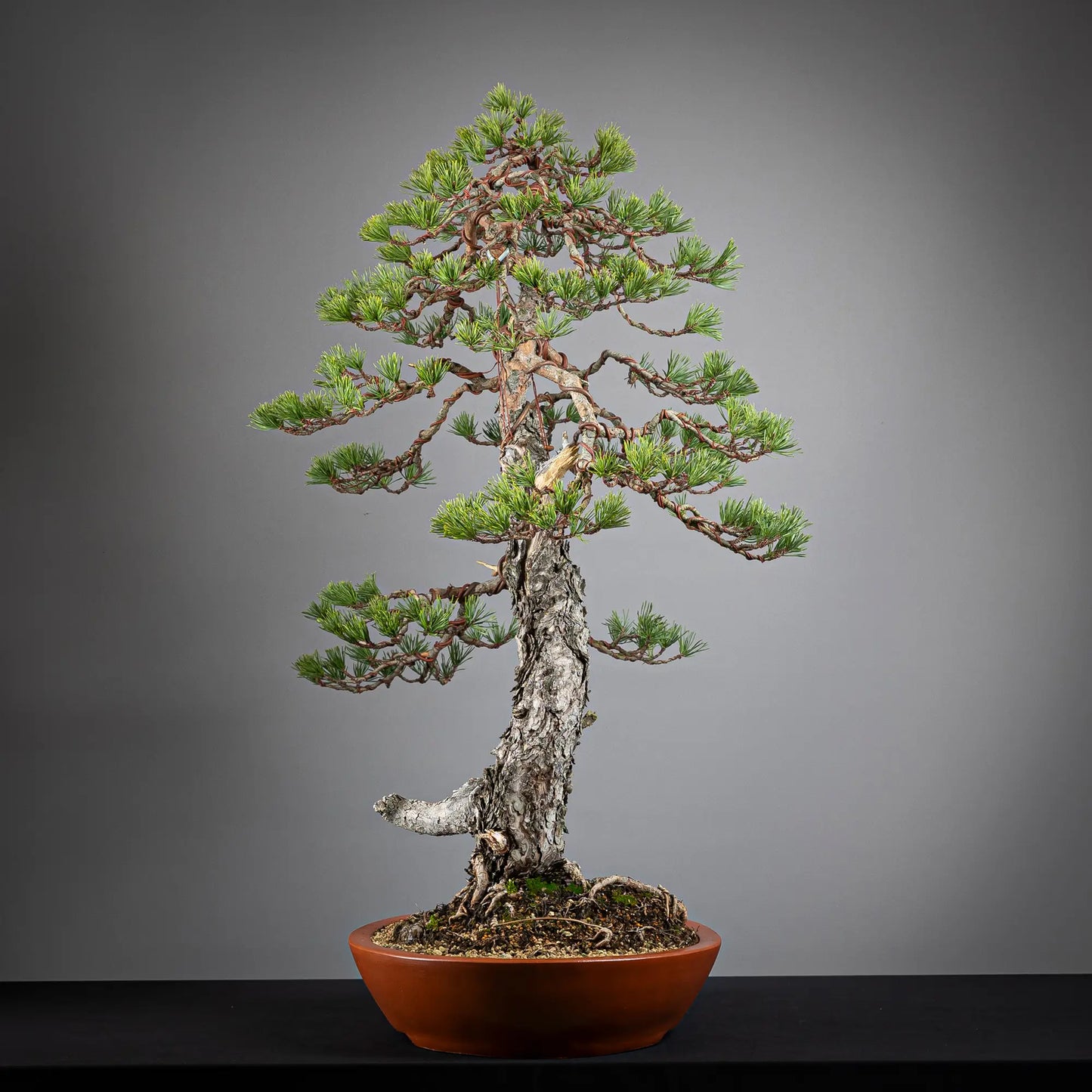 Cara derecha de bonsai yamadori de pinus sylvestris.