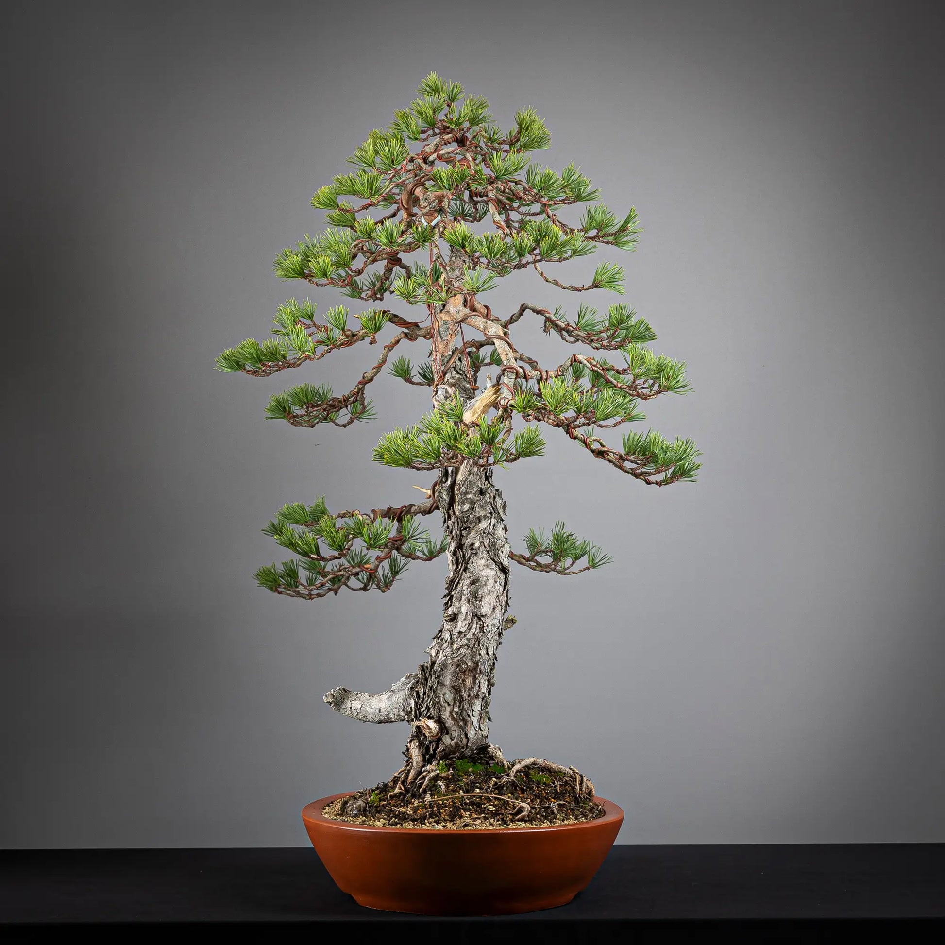 Cara derecha de bonsai yamadori de pinus sylvestris.