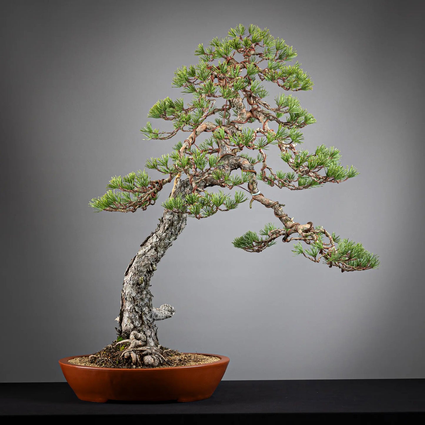 Cara trasera de bonsai yamadori de pinus sylvestris.