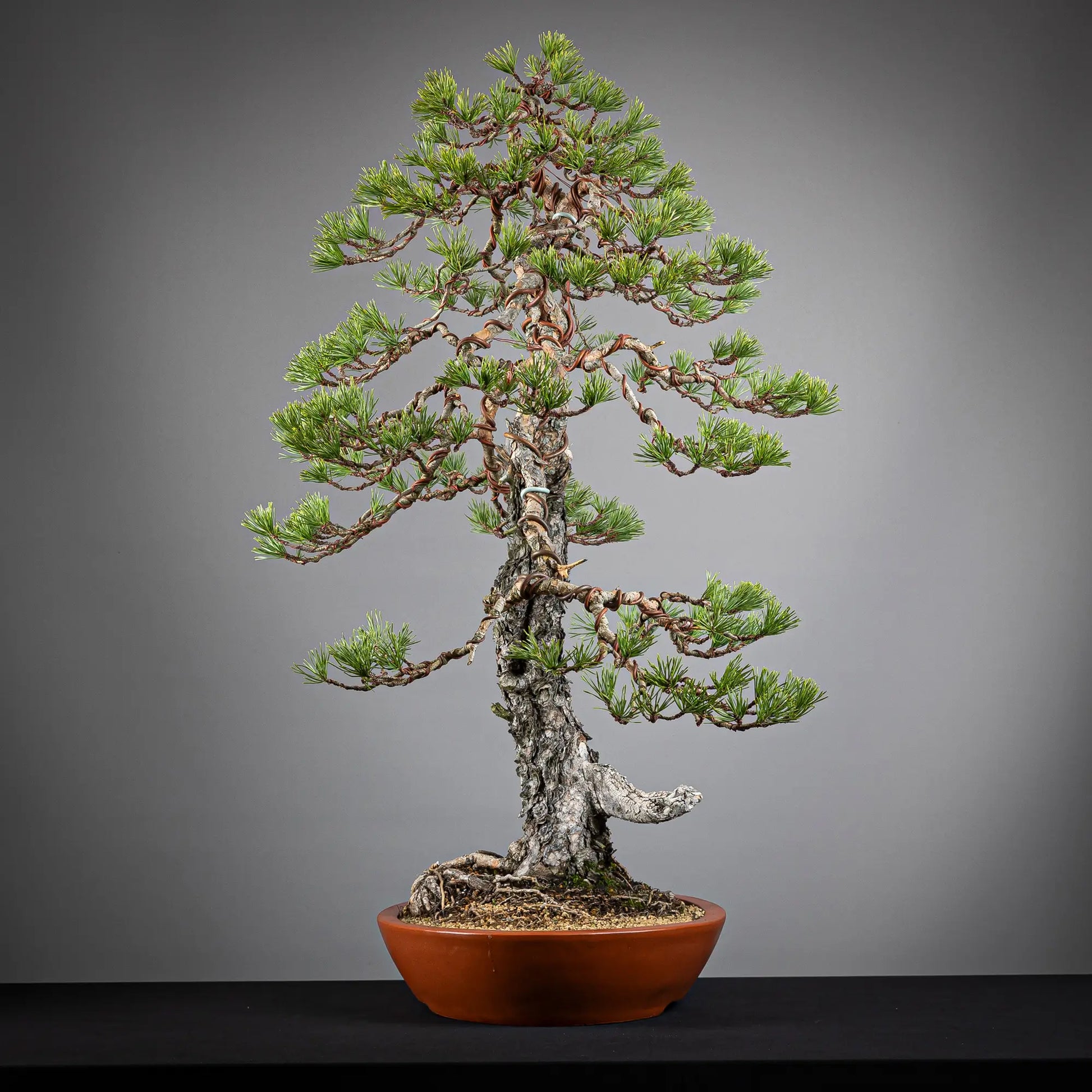 Cara izquierda de bonsai yamadori de pinus sylvestris.