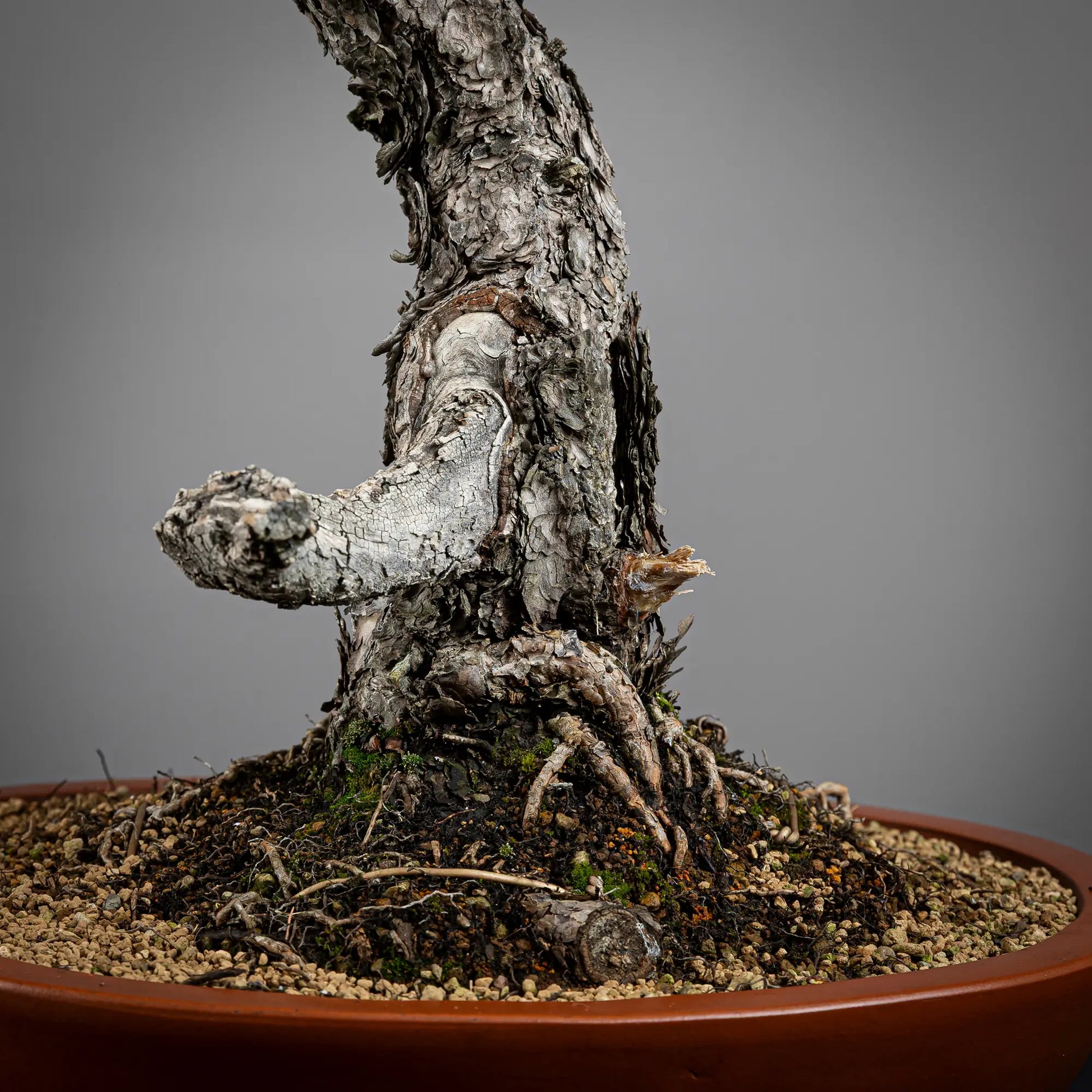 Detalle de nebari y jin