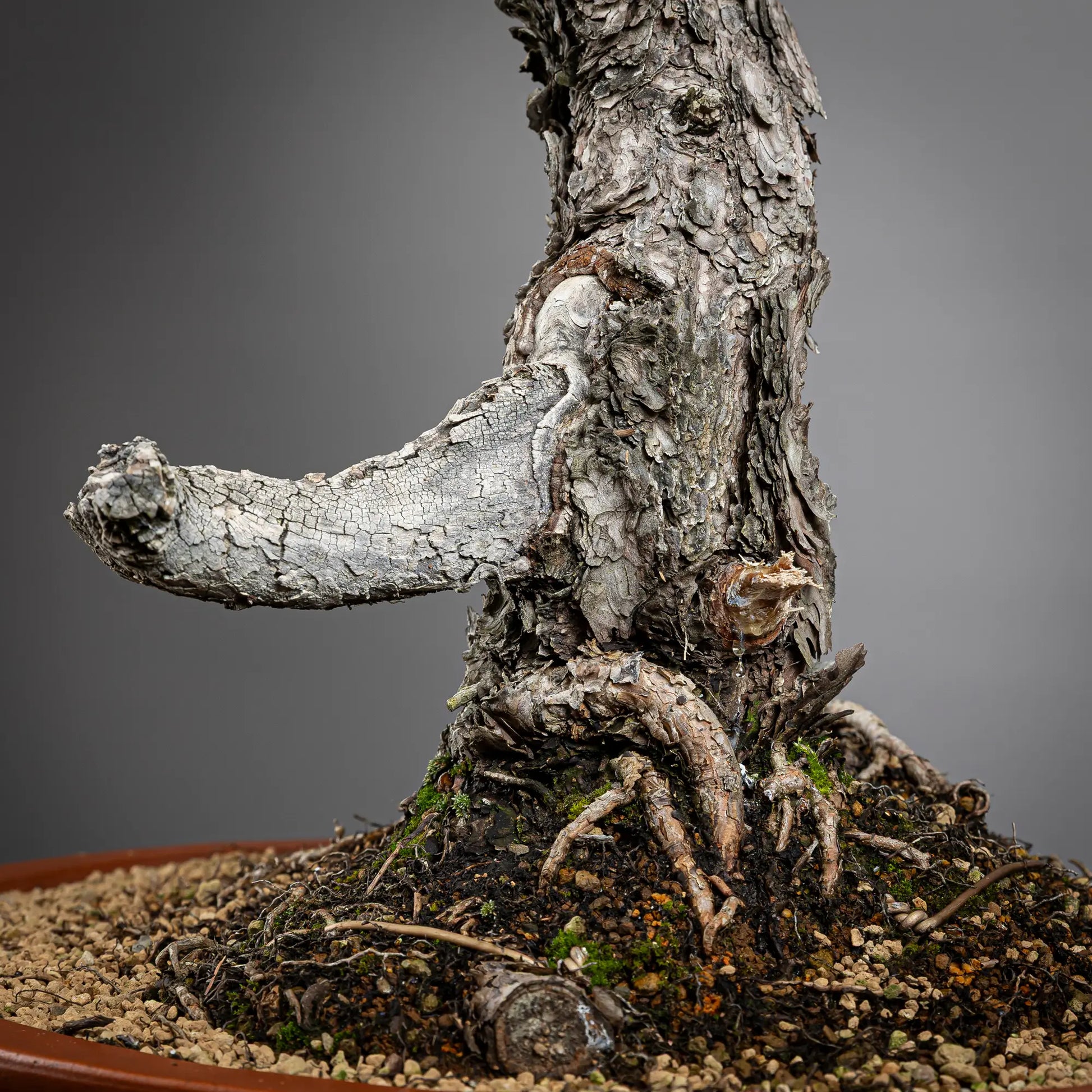 Dtalle de jin y nebari