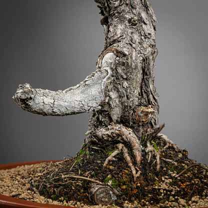 Dtalle de jin y nebari