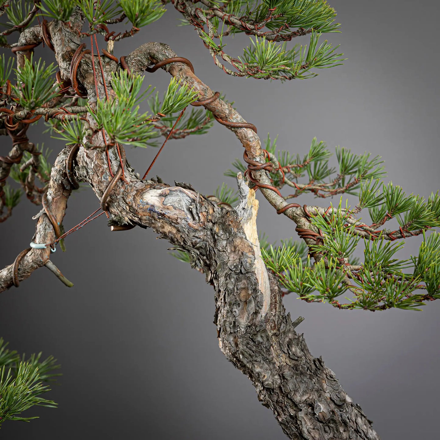 Detalle de rama, shari y corteza