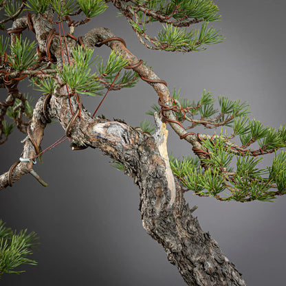 Detalle de rama, shari y corteza