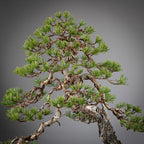Detalle de copa de bonsai pino sylvestris.