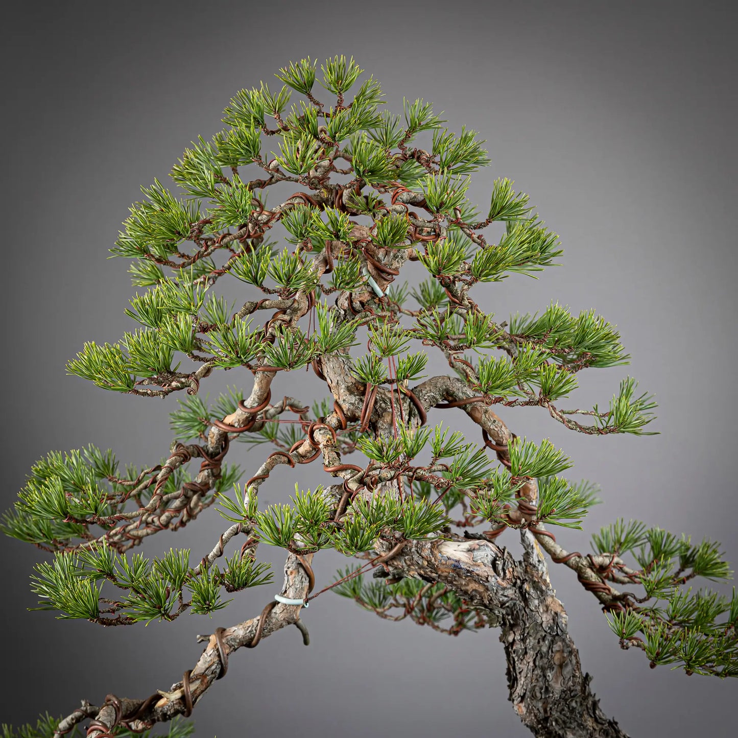 Detalle de copa de bonsai pino sylvestris.