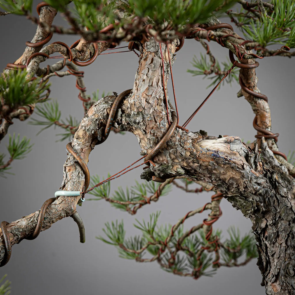 Detalle ramas de bonsai yamadori de pinus sylvestris