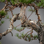 Detalle ramas de bonsai yamadori de pinus sylvestris