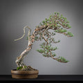 Frente de bonsai yamadori de pinus sylvestris en estilo bunjin y maceta tokoname Itoenn