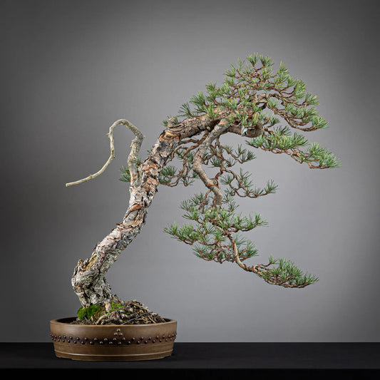 Frente de bonsai yamadori de pinus sylvestris en estilo bunjin y maceta tokoname Itoenn