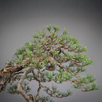 Detalle de copa de bonsai yamadori de pinus sylvestris