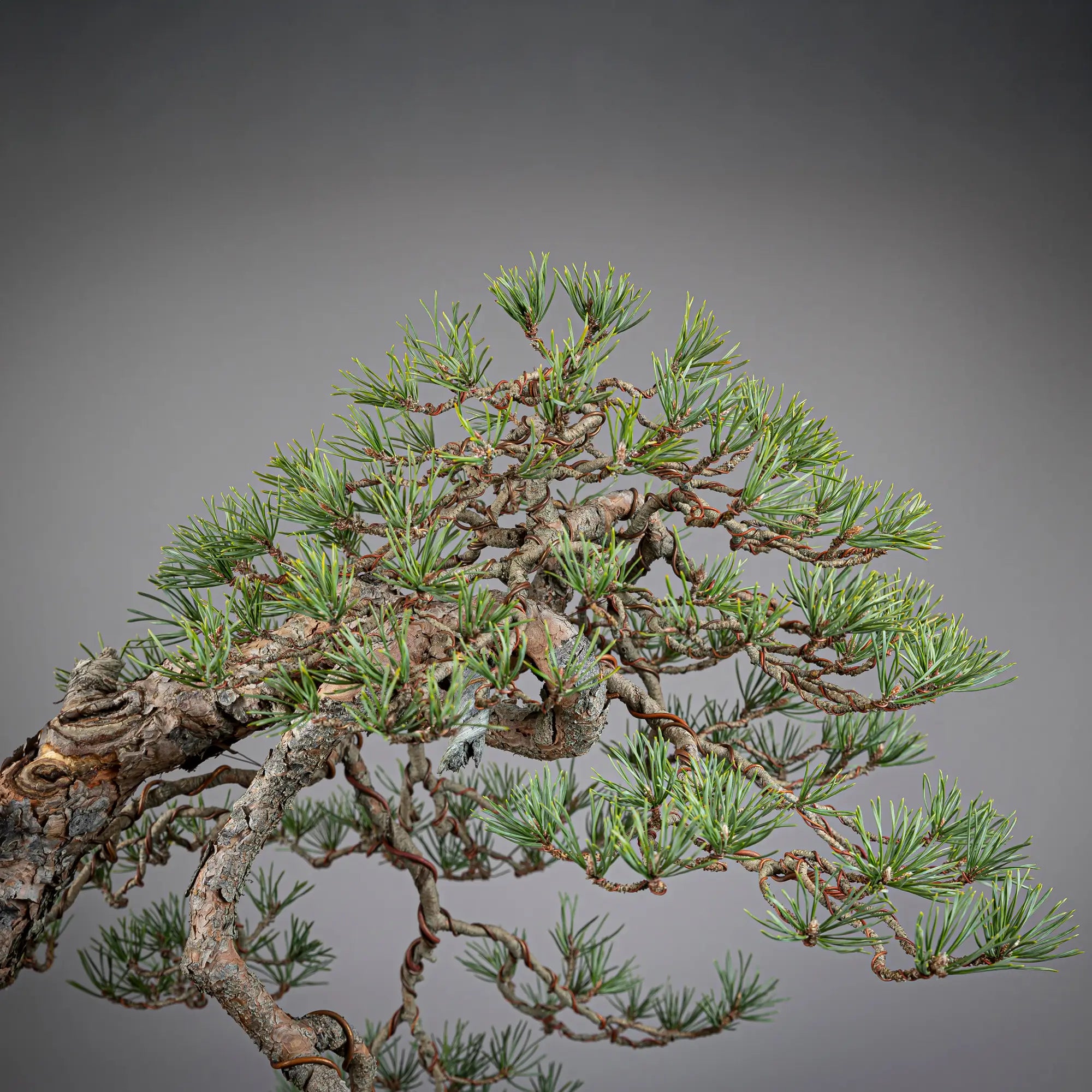 Detalle de copa de bonsai yamadori de pinus sylvestris