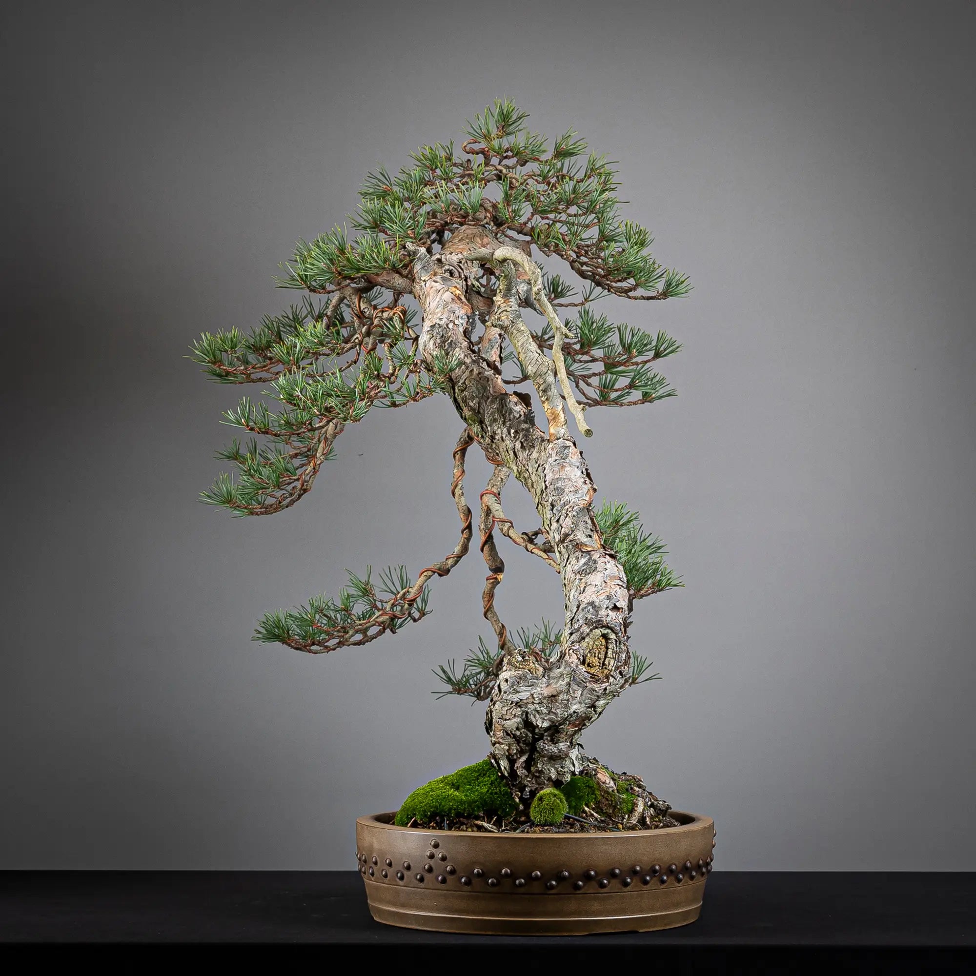 Cara izquierda de bonsai yamadori de pinus sylvestris