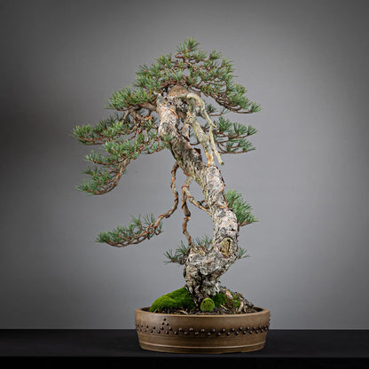 Cara izquierda de bonsai yamadori de pinus sylvestris