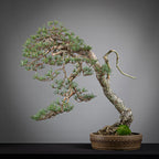 Cara trasera de bonsai yamadori de pinus sylvestris