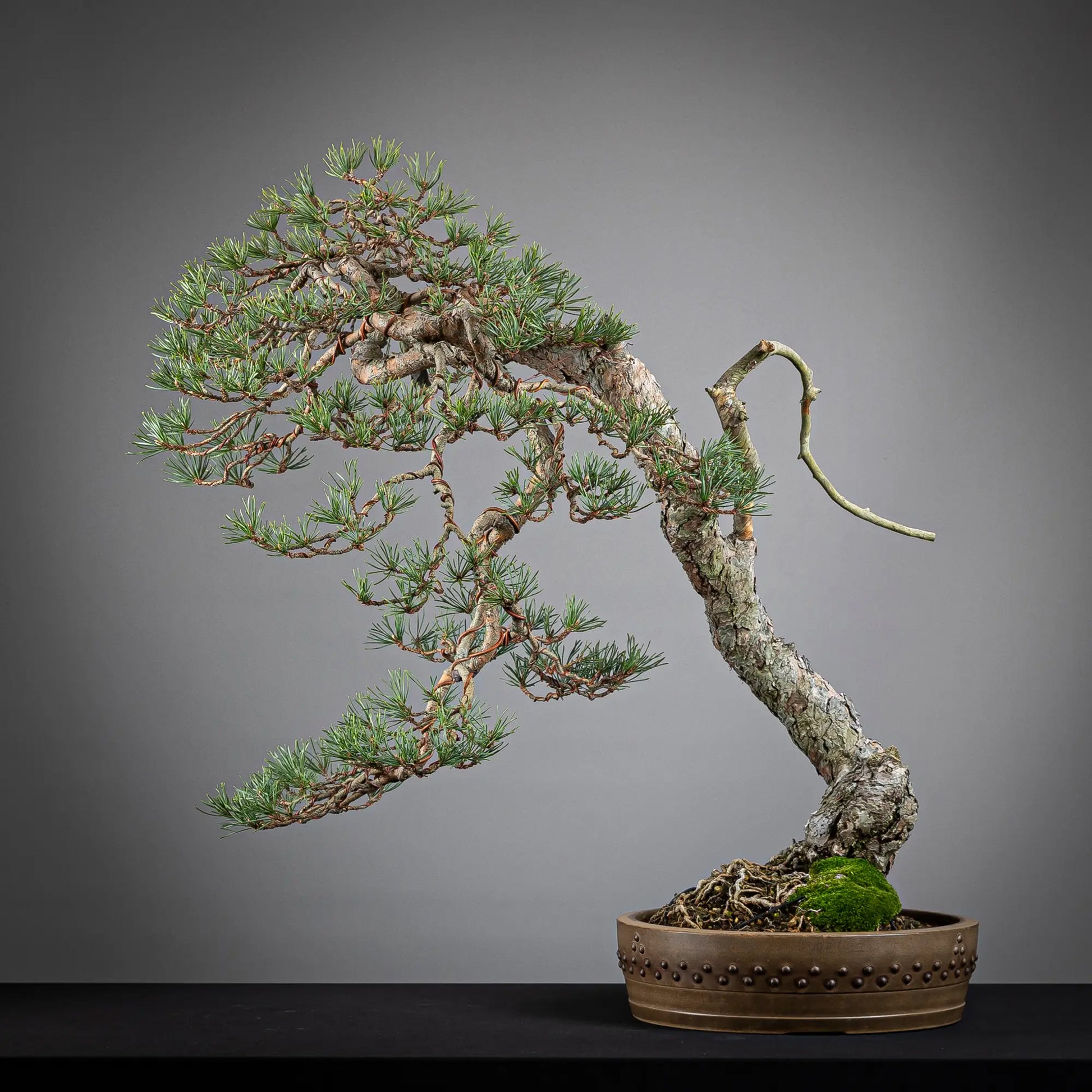 Cara trasera de bonsai yamadori de pinus sylvestris
