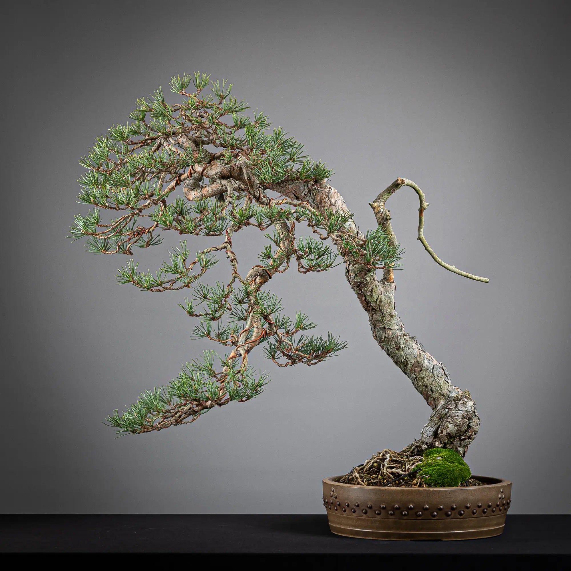 Cara trasera de bonsai yamadori de pinus sylvestris