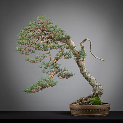 Cara trasera de bonsai yamadori de pinus sylvestris
