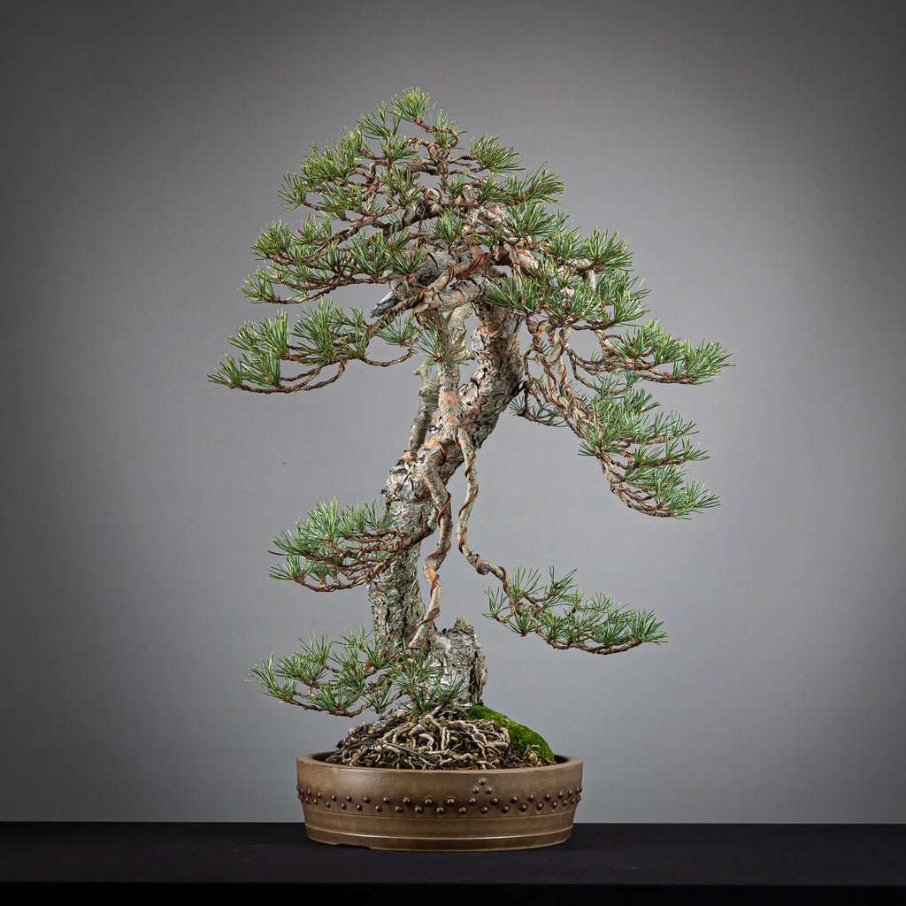Cara derecha de bonsai yamadori de pinus sylvestris
