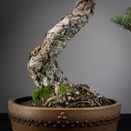 Detalle de nebari de bonsai yamadori de pinus sylvestris