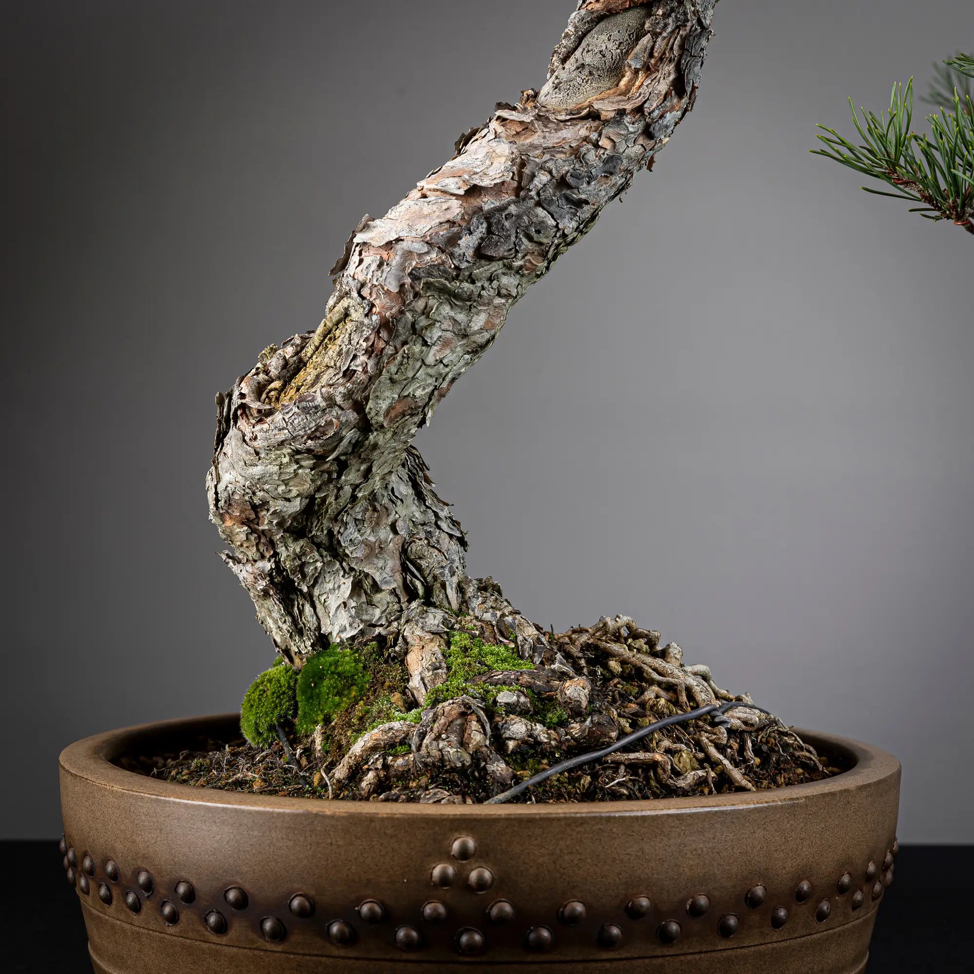 Detalle de nebari de bonsai yamadori de pinus sylvestris