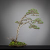 PINUS SYLVESTRIS