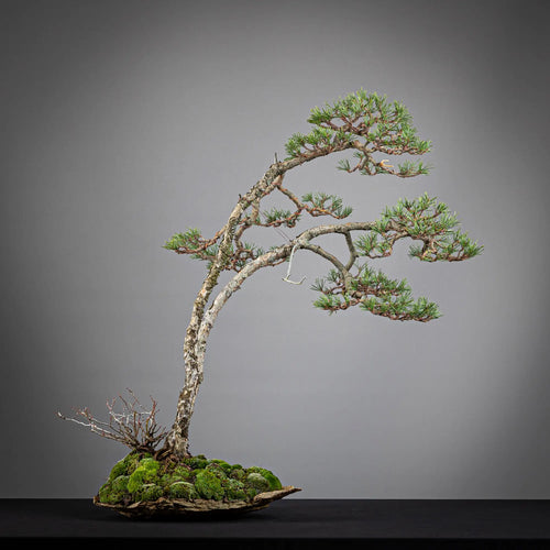 Frente paisaje de bonsai yamadori de pinus sylvestris de estilo bunjin de doble tronco , tamaño, plantado en kurama natural