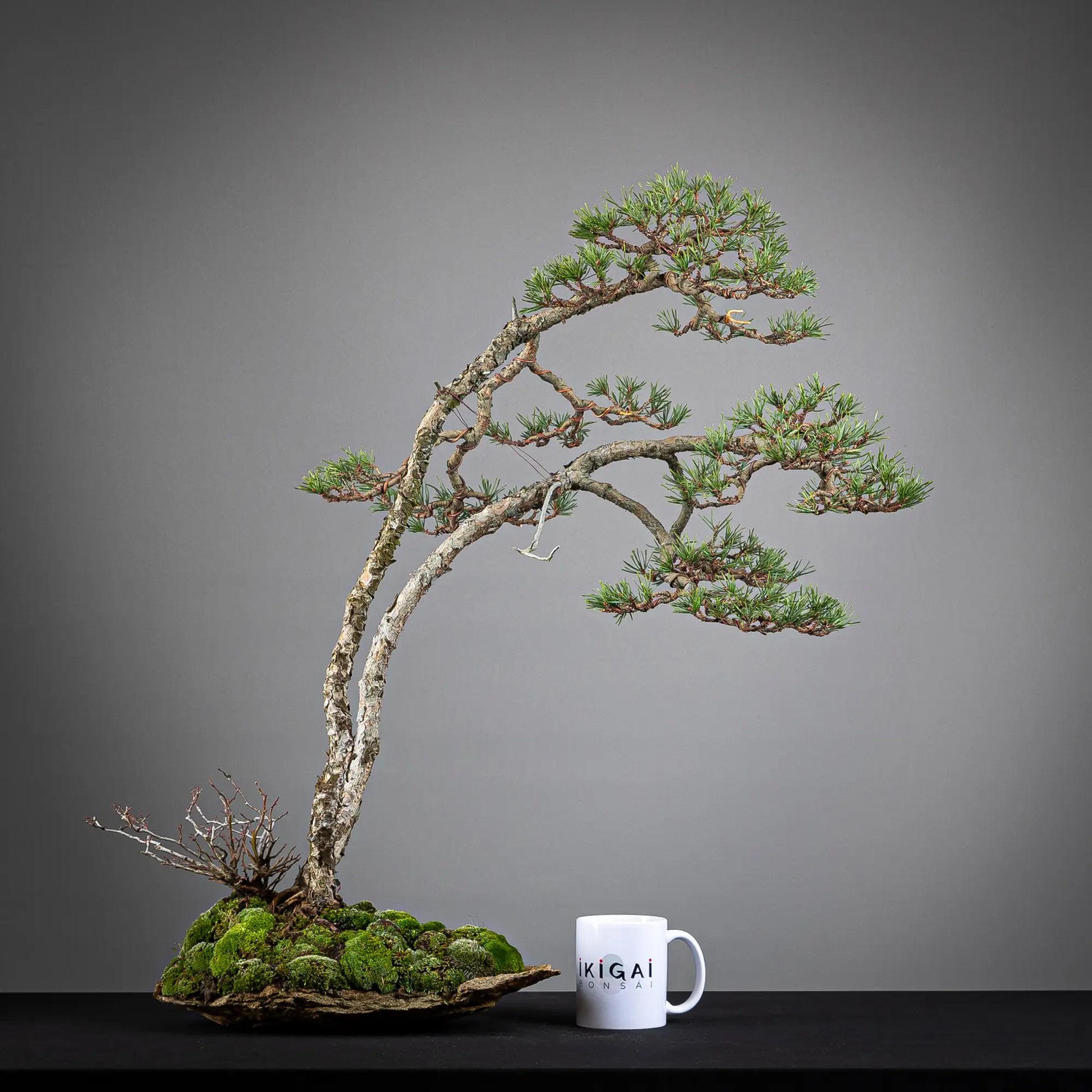 Comparativa de tamaño de paisaje de bonsai yamadori de tamaño dai con una taza de café de la tienda ikigai bonsai