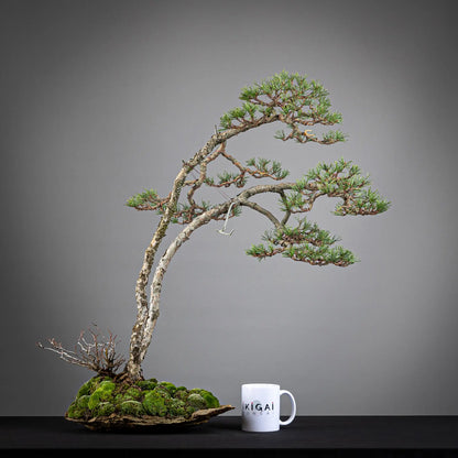 Comparativa de tamaño de paisaje de bonsai yamadori de tamaño dai con una taza de café de la tienda ikigai bonsai