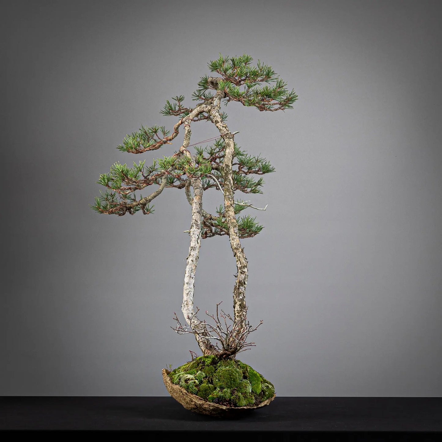 Cara derecha de paisaje de bonsai de pinus sylvestris