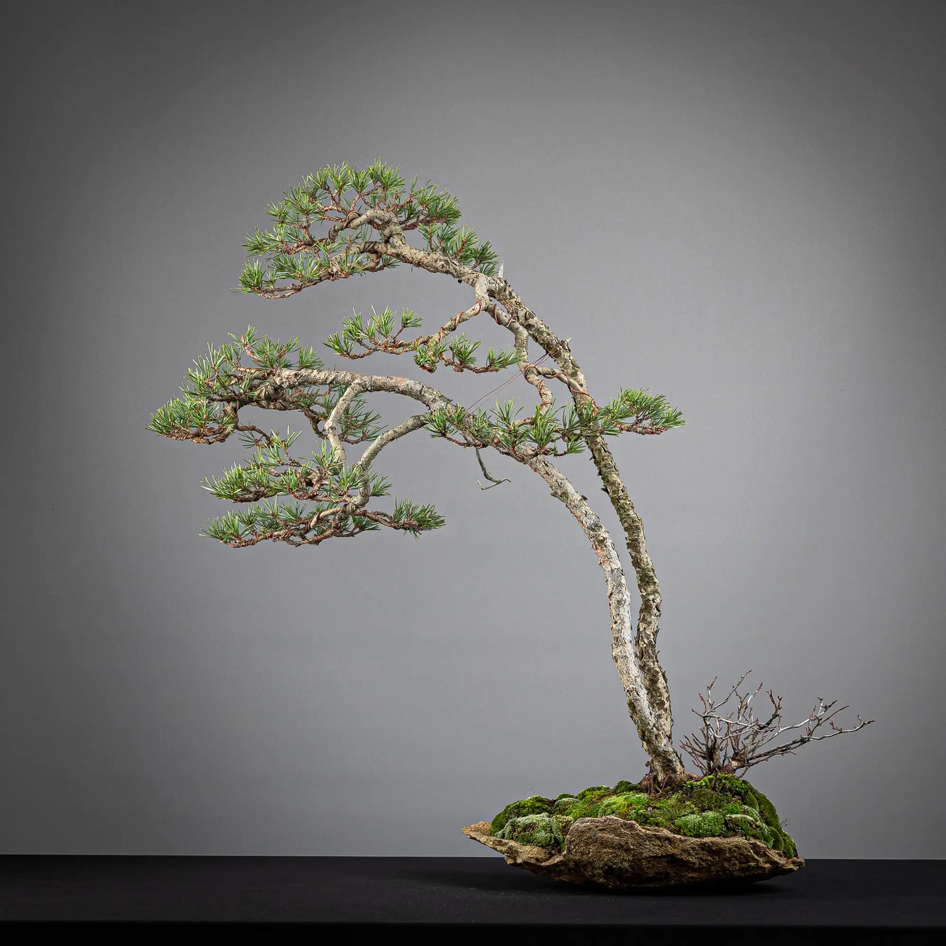Cara trasera de paisaje de bonsai de pinus sylvestris