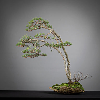 Cara trasera de paisaje de bonsai de pinus sylvestris