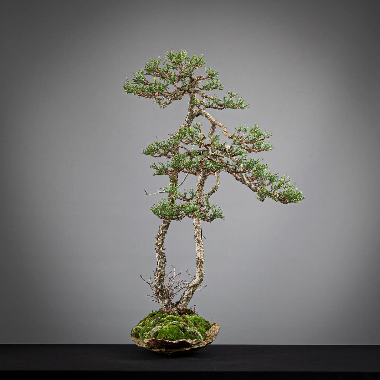 Cara izquierda de paisaje de bonsai de pinus sylvestris