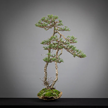 Cara izquierda de paisaje de bonsai de pinus sylvestris